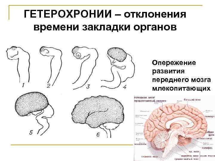 Эволюция переднего мозга