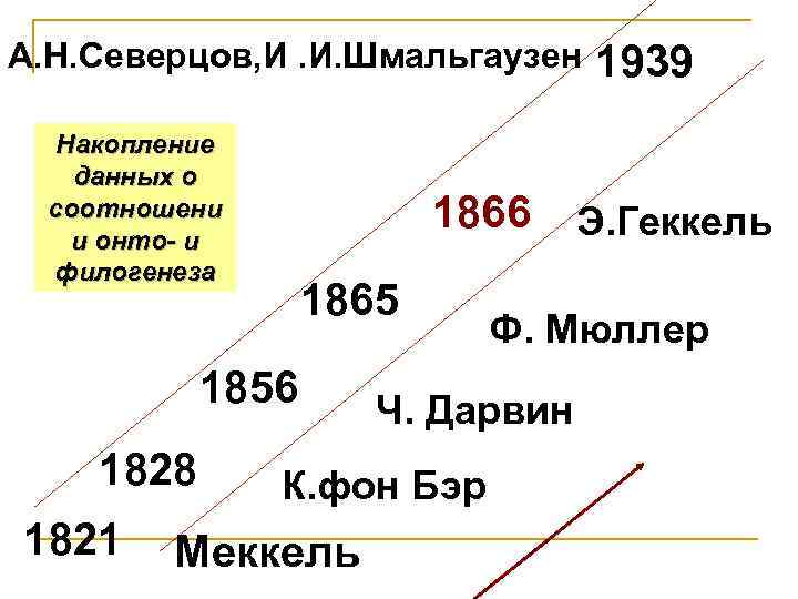 А. Н. Северцов, И. И. Шмальгаузен Накопление данных о соотношени и онто- и филогенеза