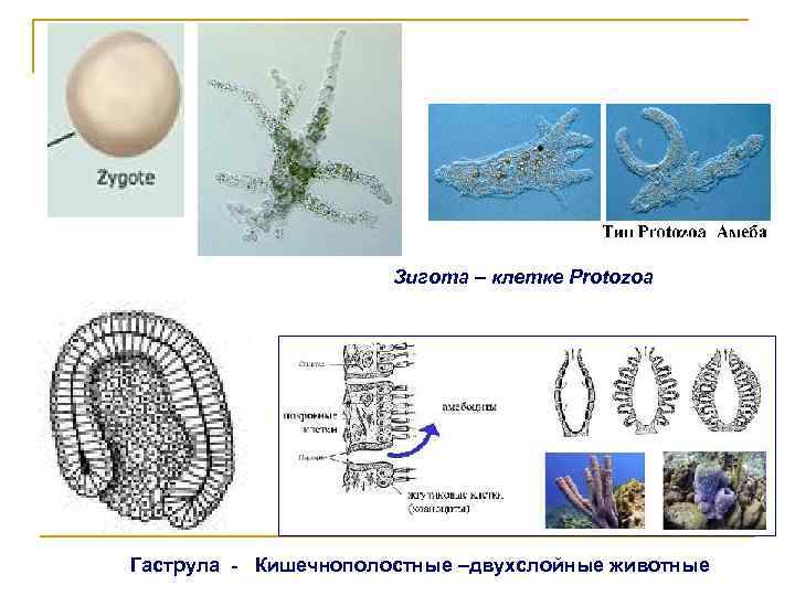 Зигота – клетке Protozoa Гаструла - Кишечнополостные –двухслойные животные 