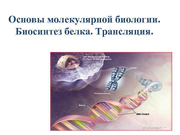 Основы молекулярной биологии. Биосинтез белка. Трансляция. 1 