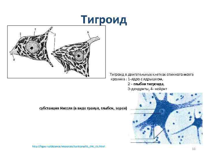 Тигроид • Тигроид в двигательных клетках спинного мозга кролика : 1 -ядро с ядрышком,