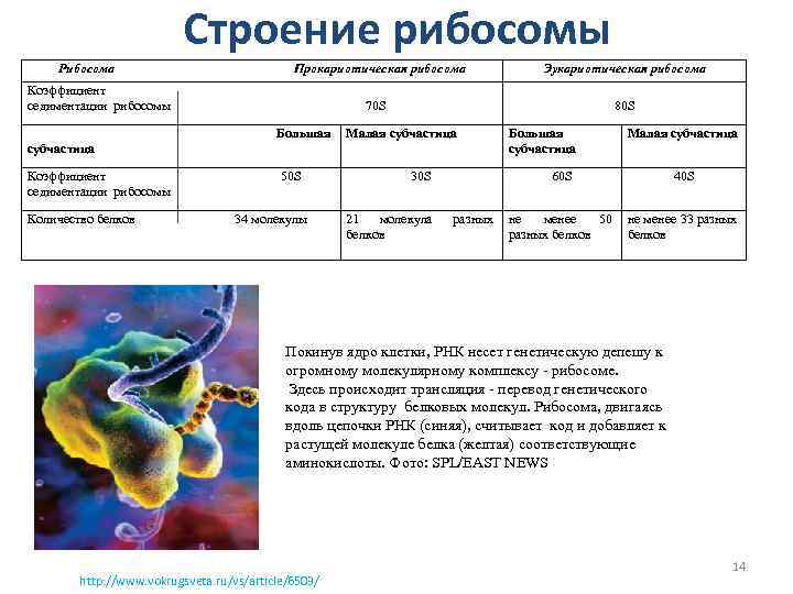 Строение рибосомы Рибосома Прокариотическая рибосома Эукариотическая рибосома 70 S 80 S Коэффициент седиментации рибосомы