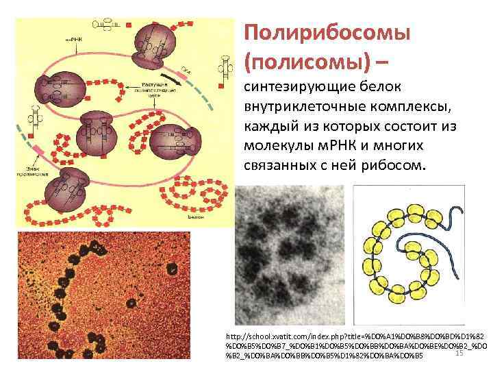 Полирибосомы (полисомы) – синтезирующие белок внутриклеточные комплексы, каждый из которых состоит из молекулы м.