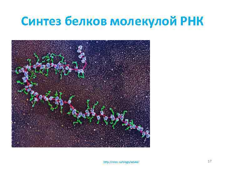 Синтез белков молекулой РНК http: //nnm. ru/blogs/rab 44/ 17 
