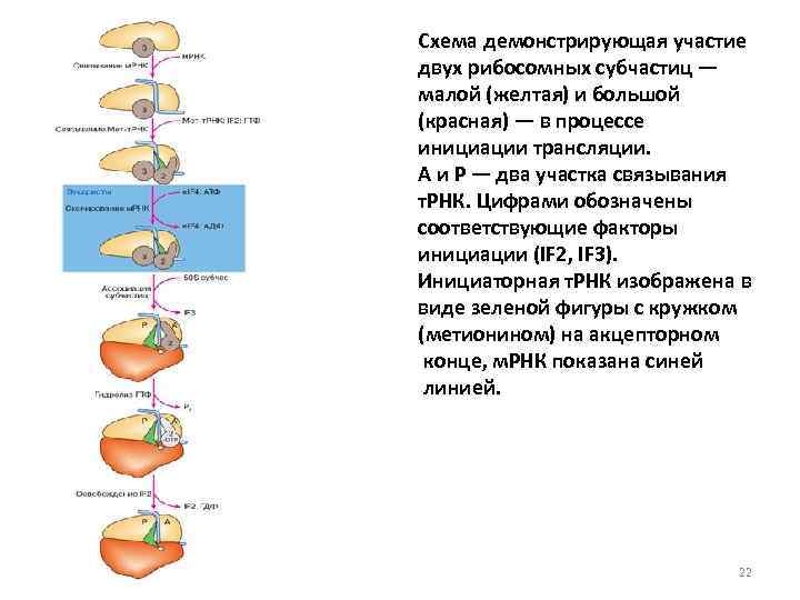 Схема демонстрирующая участие двух рибосомных субчастиц — малой (желтая) и большой (красная) — в