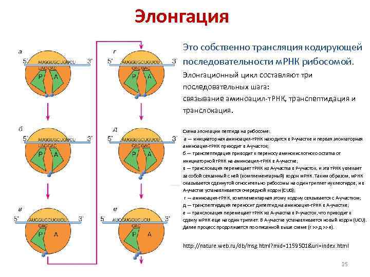 Элонгация Это собственно трансляция кодирующей последовательности м. РНК рибосомой. Элонгационный цикл составляют три последовательных