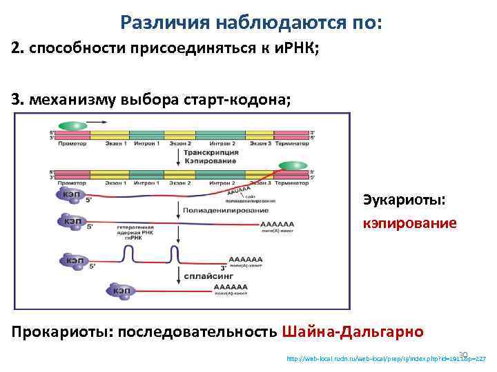 Различия наблюдаются по: 2. способности присоединяться к и. РНК; 3. механизму выбора старт-кодона; Эукариоты: