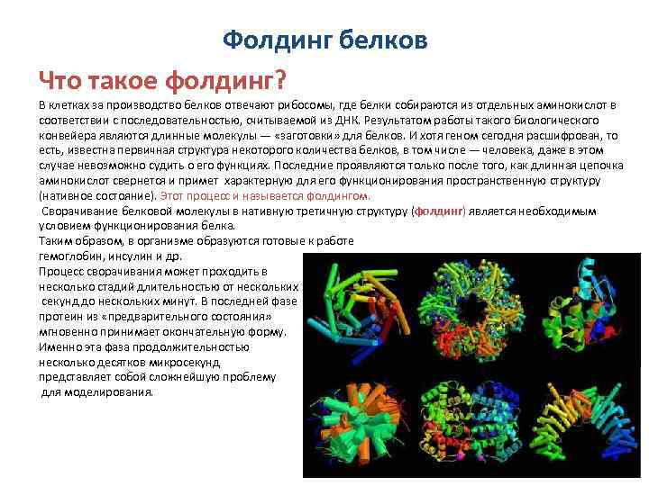 Фолдинг белков Что такое фолдинг? В клетках за производство белков отвечают рибосомы, где белки
