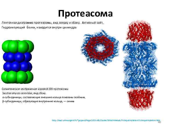 Протеасома Ленточная диаграмма протеасомы, вид сверху и сбоку. Активный сайт, Гидролизующий белки, находится внутри