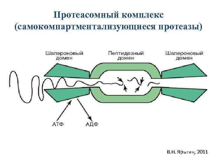 Протеасомный комплекс (самокомпартментализующиеся протеазы) В. Н. Ярыгин, 2011 