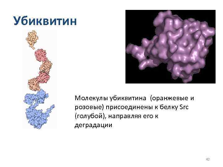 Убиквитин Молекулы убиквитина (оранжевые и розовые) присоединены к белку Src (голубой), направляя его к