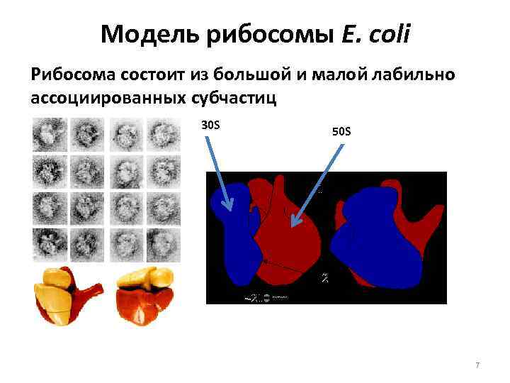 Модель рибосомы E. coli Рибосома состоит из большой и малой лабильно ассоциированных субчастиц 30