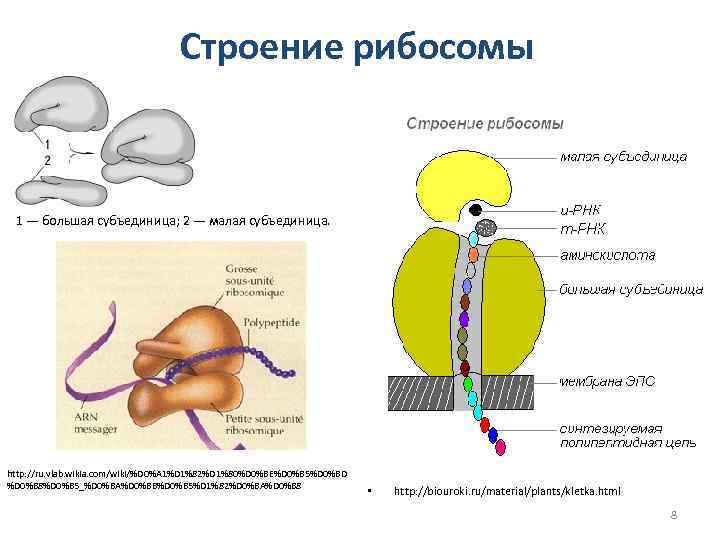 Строение рибосомы 1 — большая субъединица; 2 — малая субъединица. http: //ru. vlab. wikia.