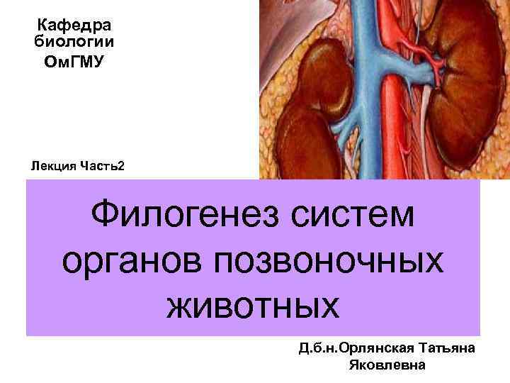 Кафедра биологии Ом. ГМУ Лекция Часть2 Филогенез систем органов позвоночных животных Д. б. н.