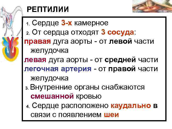 РЕПТИЛИИ 1. Сердце 3 -х камерное 2. От сердца отходят 3 сосуда: правая дуга