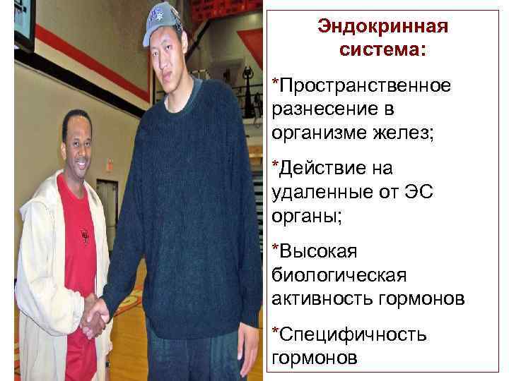 Эндокринная система: *Пространственное разнесение в организме желез; *Действие на удаленные от ЭС органы; *Высокая