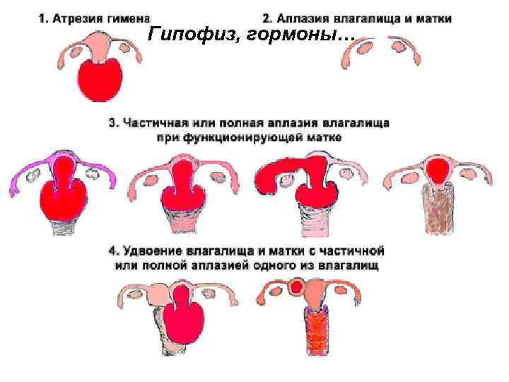 Гипофиз, гормоны… 