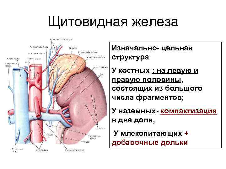 Щитовидная железа Изначально- цельная структура У костных : на левую и правую половины, состоящих