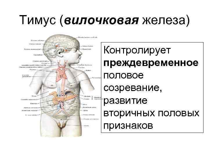 Железы развитие. Эволюция тимуса. Эмбриональное развитие тимуса. Развитие тимуса у детей. Эволюция вилочковой железы.