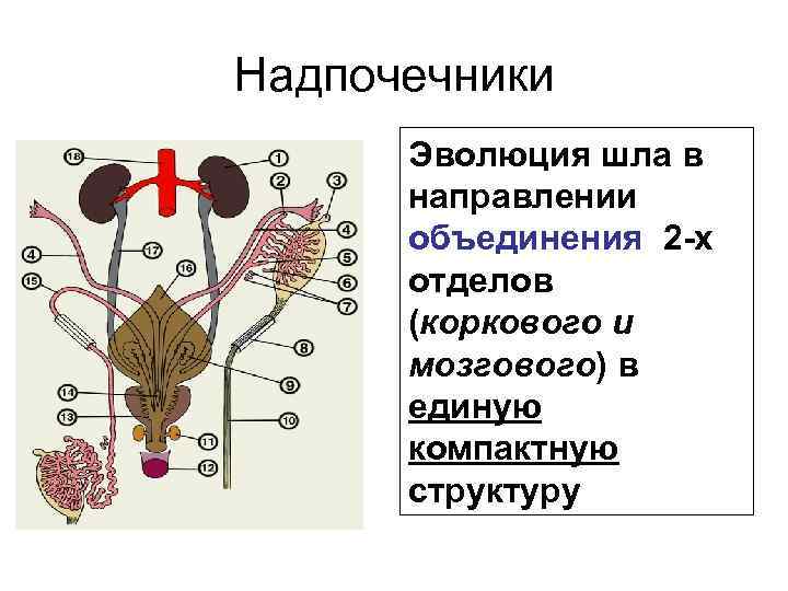 Надпочечники Эволюция шла в направлении объединения 2 -х отделов (коркового и мозгового) в единую