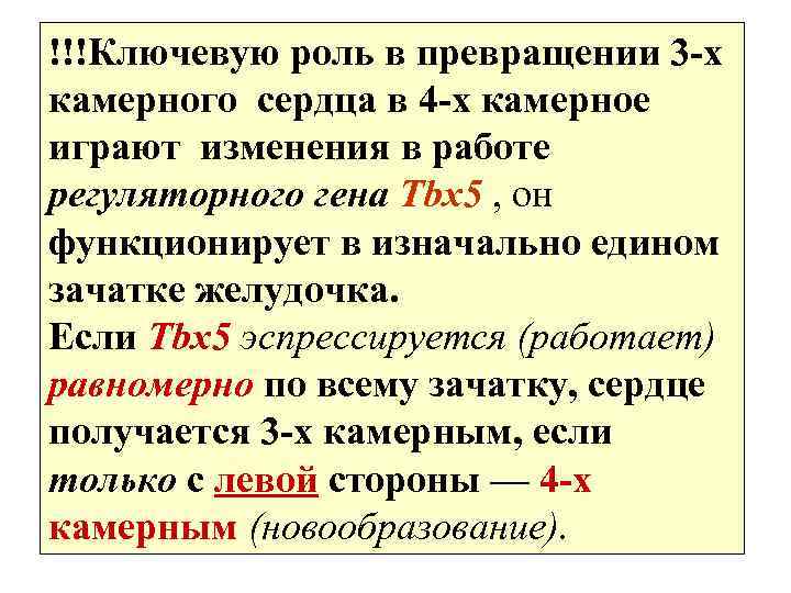!!!Ключевую роль в превращении 3 -х камерного сердца в 4 -х камерное играют изменения