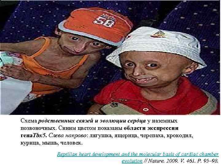 Схема родственных связей и эволюции сердца у наземных позвоночных. Синим цветом показаны области экспрессии