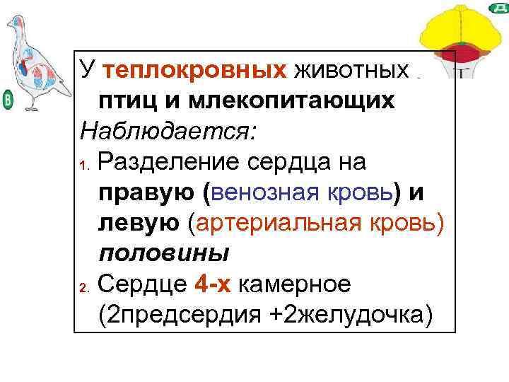 У теплокровных животных птиц и млекопитающих Наблюдается: 1. Разделение сердца на правую (венозная кровь)