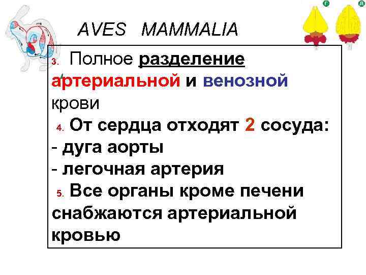 AVES MAMMALIA Полное разделение артериальной и венозной крови 4. От сердца отходят 2 сосуда: