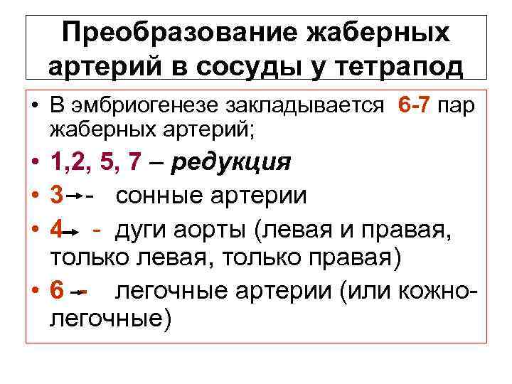 Преобразование жаберных артерий в сосуды у тетрапод • В эмбриогенезе закладывается 6 -7 пар