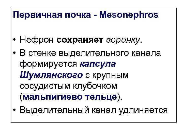 Первичная почка - Mesonephros • Нефрон сохраняет воронку. • В стенке выделительного канала формируется