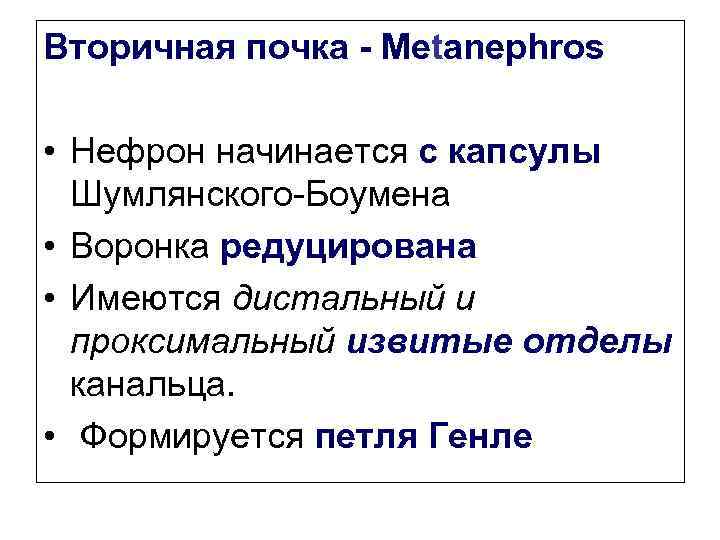 Вторичная почка - Metanephros • Нефрон начинается с капсулы Шумлянского-Боумена • Воронка редуцирована •