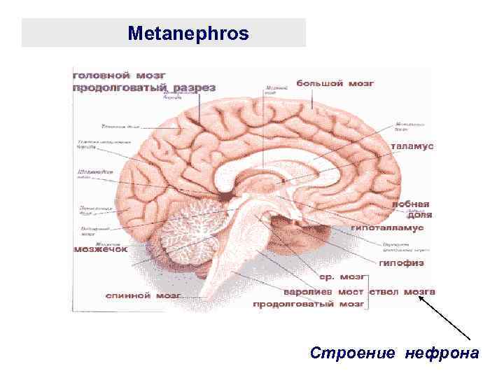 Metanephros Строение нефрона 
