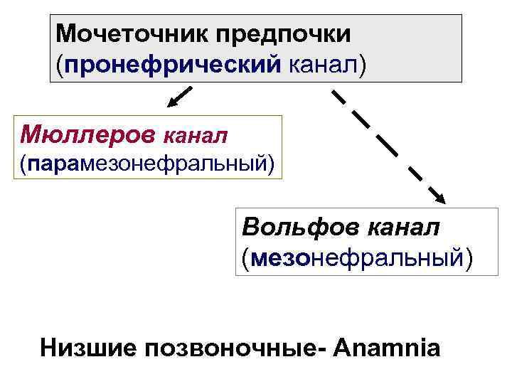 Мочеточник предпочки (пронефрический канал) Мюллеров канал (парамезонефральный) Вольфов канал (мезонефральный) Низшие позвоночные- Anamnia 