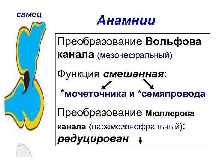 самец Анамнии Преобразование Вольфова канала (мезонефральный) Функция смешанная: *мочеточника и *семяпровода Преобразование Мюллерова канала