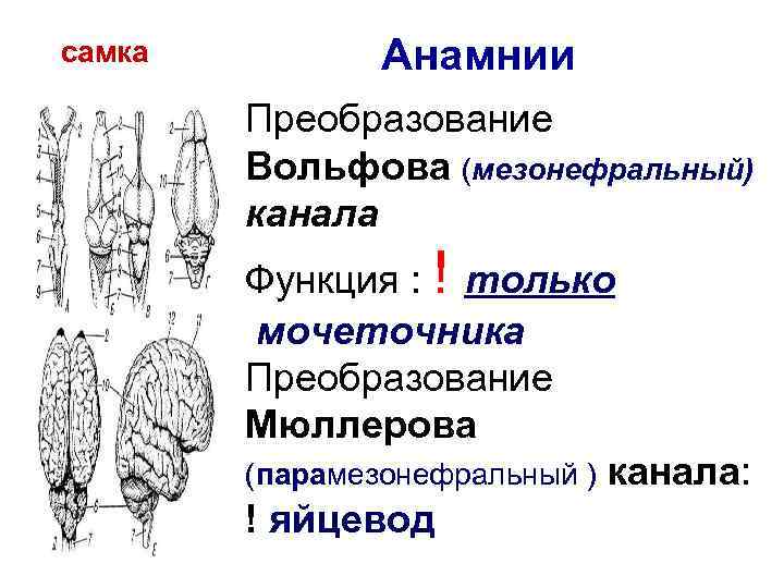 самка Анамнии Преобразование Вольфова (мезонефральный) канала Функция : ! только мочеточника Преобразование Мюллерова (парамезонефральный