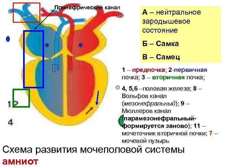 Пронефрический канал А – нейтральное зародышевое состояние Б – Самка В – Самец 1