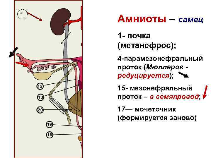 1 Амниоты – самец 1 - почка (метанефрос); 4 -парамезонефральный проток (Мюллеров - редуцируется);