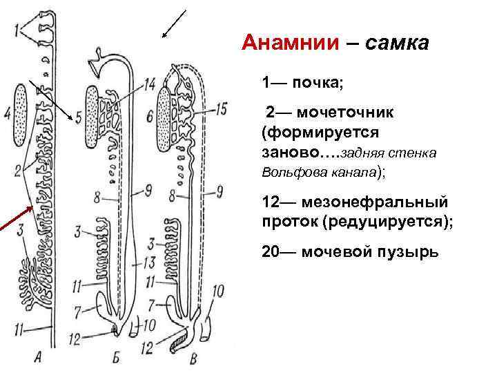 Анамнии это