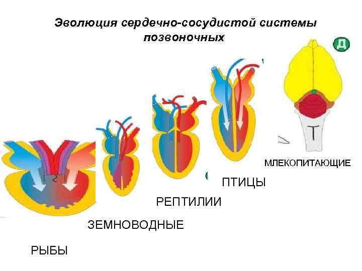 Филогенез кровеносной. Эволюция сердечно-сосудистой системы позвоночных. Эволюция кровеносной системы позвоночных животных. Эволюция кровеносной системы позвоночных животных схема. Эволюция кровеносной системы хордовых таблица.