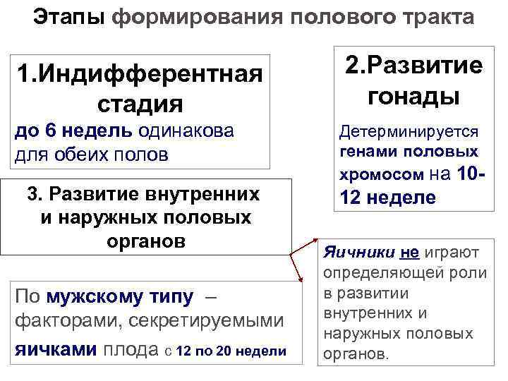 Этапы формирования полового тракта 1. Индифферентная стадия до 6 недель одинакова для обеих полов
