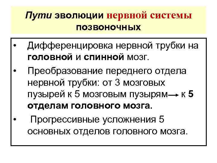 Пути эволюции нервной системы позвоночных • • • Дифференцировка нервной трубки на головной и