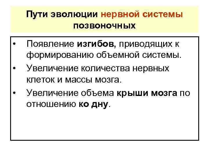 Пути эволюции нервной системы позвоночных • • • Появление изгибов, приводящих к формированию объемной