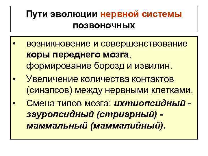 Пути эволюции нервной системы позвоночных • • • возникновение и совершенствование коры переднего мозга,