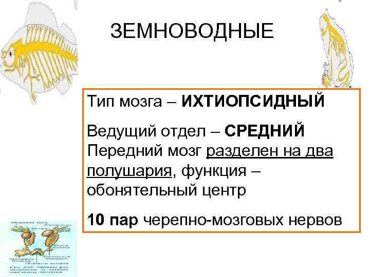 ЗЕМНОВОДНЫЕ Тип мозга – ИХТИОПСИДНЫЙ Ведущий отдел – СРЕДНИЙ Передний мозг разделен на два