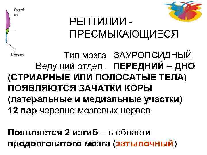 РЕПТИЛИИ - ПРЕСМЫКАЮЩИЕСЯ Тип мозга –ЗАУРОПСИДНЫЙ Ведущий отдел – ПЕРЕДНИЙ – ДНО (СТРИАРНЫЕ ИЛИ