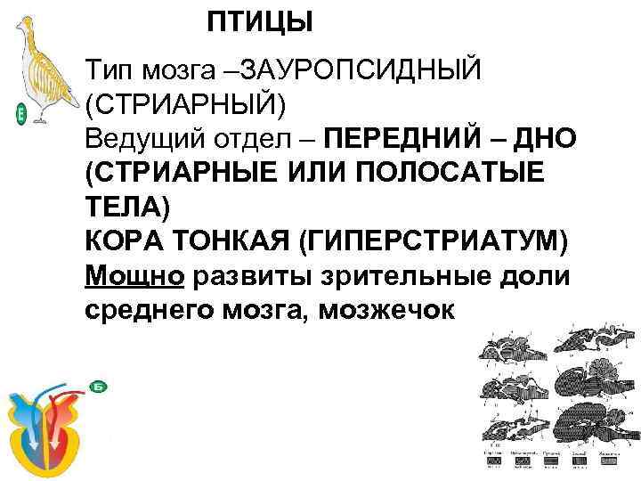 ПТИЦЫ Тип мозга –ЗАУРОПСИДНЫЙ (СТРИАРНЫЙ) Ведущий отдел – ПЕРЕДНИЙ – ДНО (СТРИАРНЫЕ ИЛИ ПОЛОСАТЫЕ