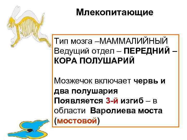 Млекопитающие Тип мозга –МАММАЛИЙНЫЙ Ведущий отдел – ПЕРЕДНИЙ – КОРА ПОЛУШАРИЙ Мозжечок включает червь