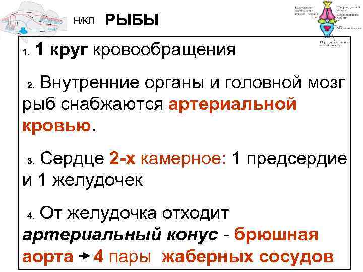Н/КЛ 1. РЫБЫ 1 круг кровообращения 2. Внутренние органы и головной мозг рыб снабжаются