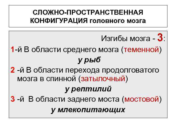 СЛОЖНО-ПРОСТРАНСТВЕННАЯ КОНФИГУРАЦИЯ головного мозга Изгибы мозга - 3: 1 -й В области среднего мозга