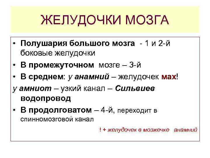 ЖЕЛУДОЧКИ МОЗГА • Полушария большого мозга - 1 и 2 -й боковые желудочки •